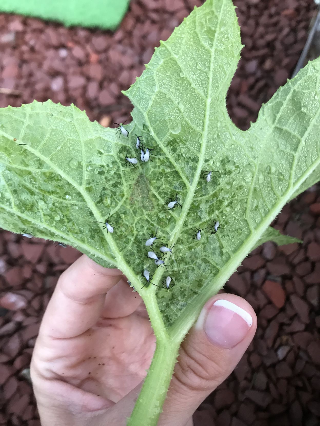 Squash vine nymphs